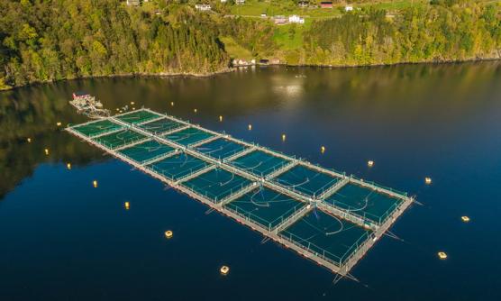 Smolt & Grow out cage of Garware Technical Fibres